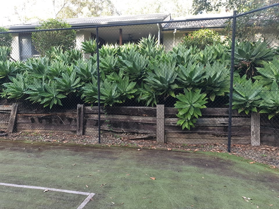 replace failed timber retaining wall Bunya before gallery 1